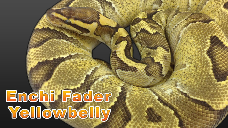 Enchi Fader Yellowbelly